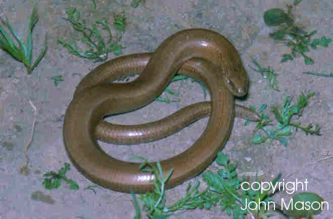 Slow-worm curled up